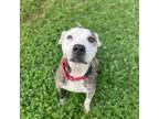 Adopt Adele a Mixed Breed