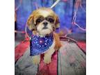 Adopt CHLOE - CUDDLY AND LOVABLE a Shih Tzu