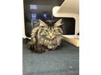 Adopt 52856189 a Domestic Long Hair