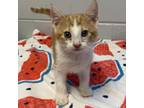 Adopt Falcon a Domestic Short Hair