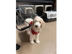 Adopt 35451-Snoopy- Approx. 6 Months Old - In Foster Home a Labradoodle