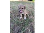 Adopt Puppy 4 a Labrador Retriever, Mixed Breed