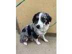 Adopt Snickers a Australian Shepherd