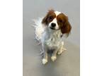 Adopt Charlie (Boy) a Cavalier King Charles Spaniel