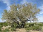 1.25 Acres for Rent in Sun Valley, AZ