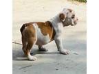 Olde English Bulldogge Puppy for sale in Sunnyside, WA, USA