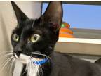 Adopt Majesty a Domestic Short Hair