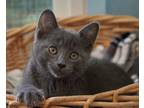 Adopt Lulu a Russian Blue