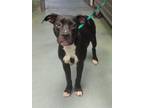 Adopt Athena a American Staffordshire Terrier