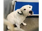 Adopt BEAUTY a Labrador Retriever