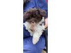 Adopt Menchie! a Havanese