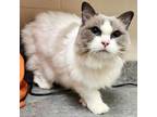 Adopt Sammie a Ragdoll