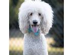 Adopt Archie a Standard Poodle, Golden Retriever