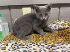 Adopt Picante - was spicy, now loveable! a Russian Blue