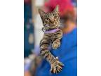 Adopt Squirrel a Domestic Short Hair