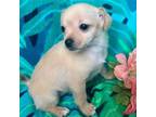 Chiweenie Puppy for sale in Salida, CO, USA