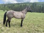 Stunning Grullo AQHA Stallion
