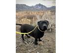 Adopt Angie a Black Mixed Breed (Medium) / Mixed dog in Crowley Lake