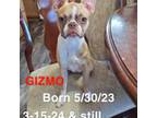 Vivi 's - lil Gizmo girl