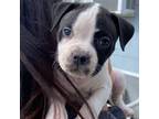American Bully Puppy for sale in Barnegat, NJ, USA