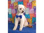 Adopt Archie a White Poodle (Miniature) / Mixed dog in Surrey, BC (38649079)