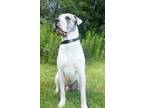 Adopt Dobie a Mastiff / Great Dane / Mixed dog in Keswick, ON (38648102)