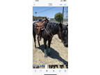 3/4 Quarter Horse 1/4 Andalusian Black Beauty. Solid foundation.