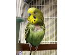Adopt Cashew *bonded To Coco* a Budgie bird in Victoria, BC (38638689)