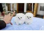 Lovely Pomeranian puppies for your home