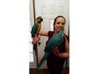 Macaws birds for your home