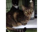 Adopt Daisy a Brown Tabby Domestic Shorthair (short coat) cat in SCOTLAND NECK