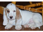 Basset Hound Puppy for sale in Ames, IA, USA