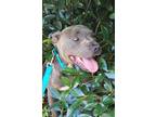 Adopt Jericho a Gray/Blue/Silver/Salt & Pepper American Staffordshire Terrier /