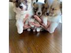 Pembroke Welsh Corgi Puppy for sale in Murray, UT, USA