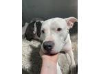 Adopt Lucy a Pit Bull Terrier / Mixed dog in Victoria, BC (38670240)