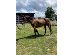 Adopt FAITH a Bay Thoroughbred / Mixed horse in Methuen, MA (34149190)