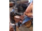 Adopt Reba Mcintyre a Domestic Shorthair / Mixed (short coat) cat in PAHRUMP