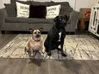 Adopt Baron & Royal a Tan/Yellow/Fawn Boston Terrier / Mutt / Mixed dog in