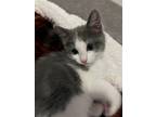 Adopt Cetara a Gray or Blue (Mostly) Domestic Shorthair / Mixed (short coat) cat