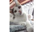 Adopt Ravello a Gray or Blue (Mostly) Domestic Shorthair / Mixed (short coat)