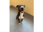 Adopt Clyde a Pit Bull Terrier, Great Dane