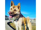 Adopt Meadow a Akita / Husky / Mixed dog in Warren, MI (38693700)