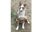 Adopt Jade a Merle Australian Shepherd / Mixed dog in Frederick, MD (38693956)