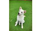 Adopt SHIELDS a White Shiba Inu / Jindo / Mixed dog in Toronto, ON (38689575)