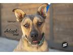 Adopt Vernon a Brown/Chocolate - with Black American Pit Bull Terrier / Black