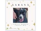 Adopt Sarana a Black - with White Border Collie dog in Gilbertsville