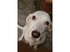 Adopt Emma a White Pointer / Basset Hound / Mixed dog in Arlington