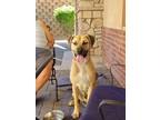 Adopt Lincoln a Mastiff / Mixed dog in Reno, NV (38728894)