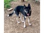 Adopt Bella Luna 55078 a Black - with Gray or Silver Husky / Shepherd (Unknown