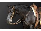 Stunning Friesian Sport Horse Gelding